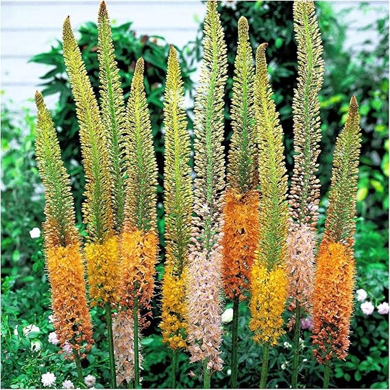 GARTHWAITE NURSERIES® 3 Eremurus Mixed (Foxtail Lily) Bulbs Grows