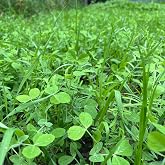 TnT Seed Company Peas, Oats, Vetch Garden Cover Crop Mix Seeds for Planting - 5 lb Jug - Improves Soil Health, Weed Suppression, Nitrogen Fixation, Increases Biomass