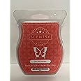 Scentsy Go, Go, Mango Wickless Candle Tart Wax 3.2 Fl Oz, 8 Squares