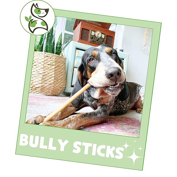 NATURE GNAWS BULLY STICKS FOR DOGS 11-12″ (8OZ) – MIXED THICKNESS – LONG LASTING FOR AGGRESSIVE CHEWERS AND LARGE DOGS – NATURAL BEEF DOG CHEW BONES