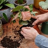 Westland Houseplant Potting Mix 4L Peat Free Soil with Seramis view 5