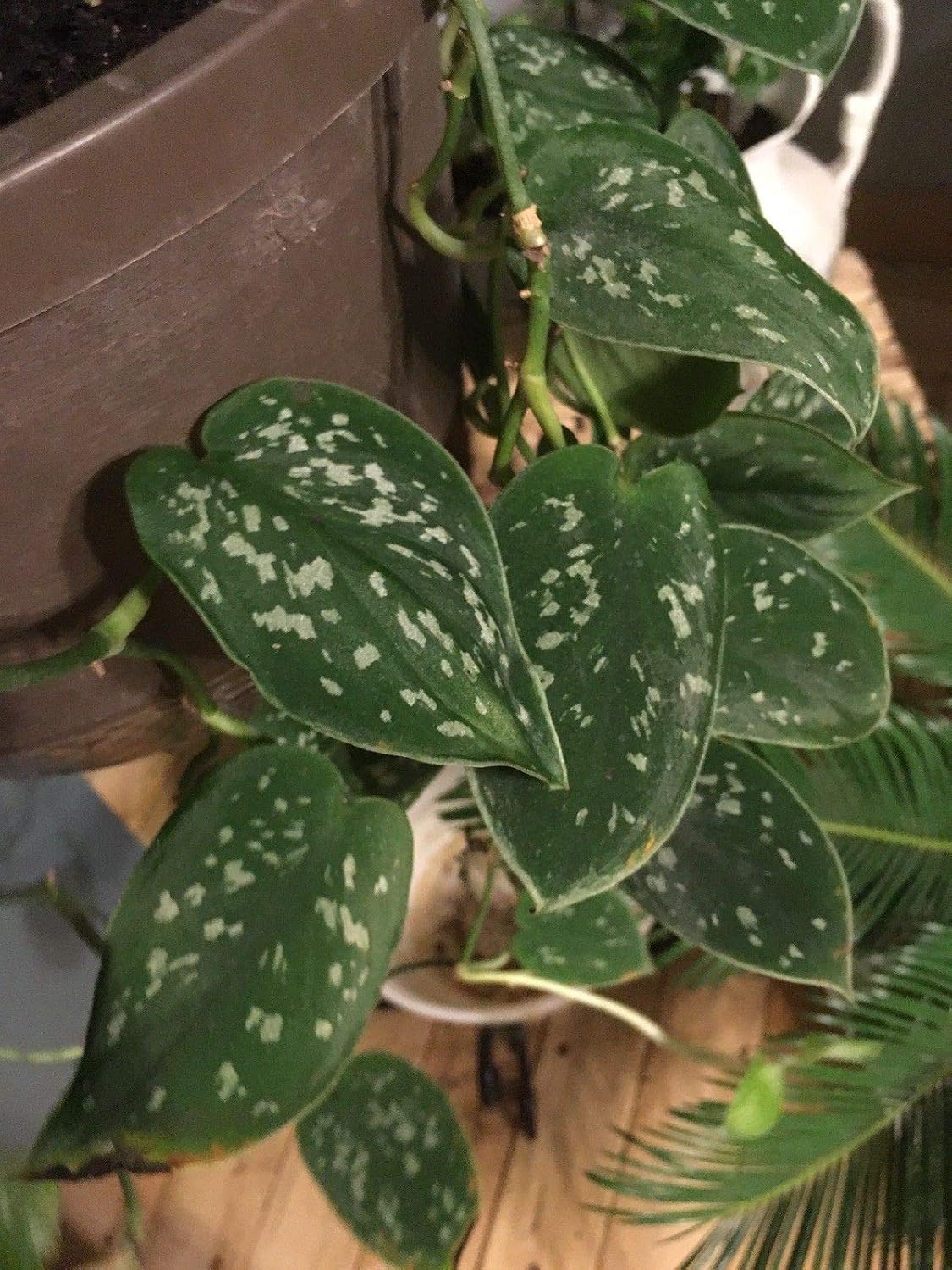 Desconocido Semillas: Las estacas odendron Combo! Grazielae ...