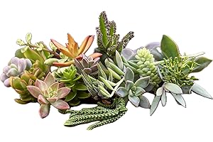 FAT PLANTS SAN DIEGO 10 Assorted Live Succulent Cuttings, No 2 Succulents Alike, Great for Terrariums, Mini Gardens, and as Starter Plants. Live Succulents Plants for DIY Projects and Home Decor (10, Small)