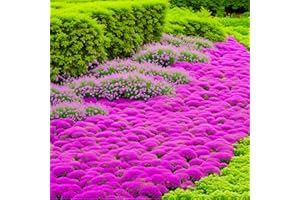 WIVOLIBE Creeping Thyme Seeds for Planting - 20000+ Magic Creeping Thyme Seeds Ground Cover Plants Heirloom Flowers Non-GMO Perennial Thymus Serpyllum Seeds
