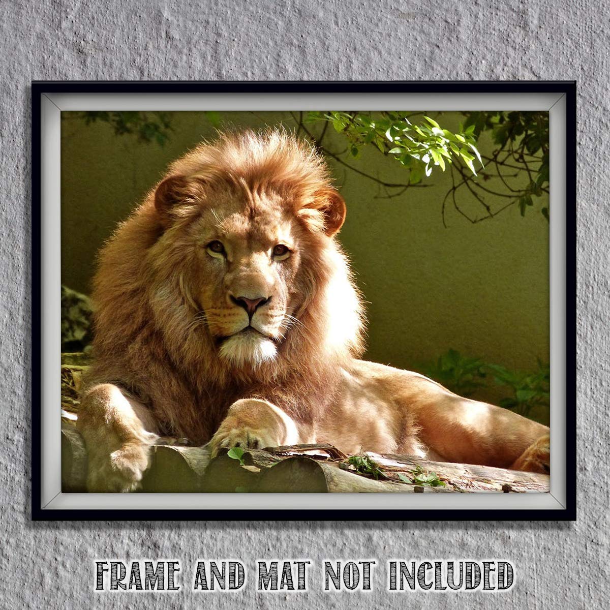 Amazon Com King Of The Jungle Beautiful Lion 8 X 10 Wall Art Ready To Frame Home Decor Office Decor Wall Prints For Animal Safari Jungle Theme Wall Decor Great
