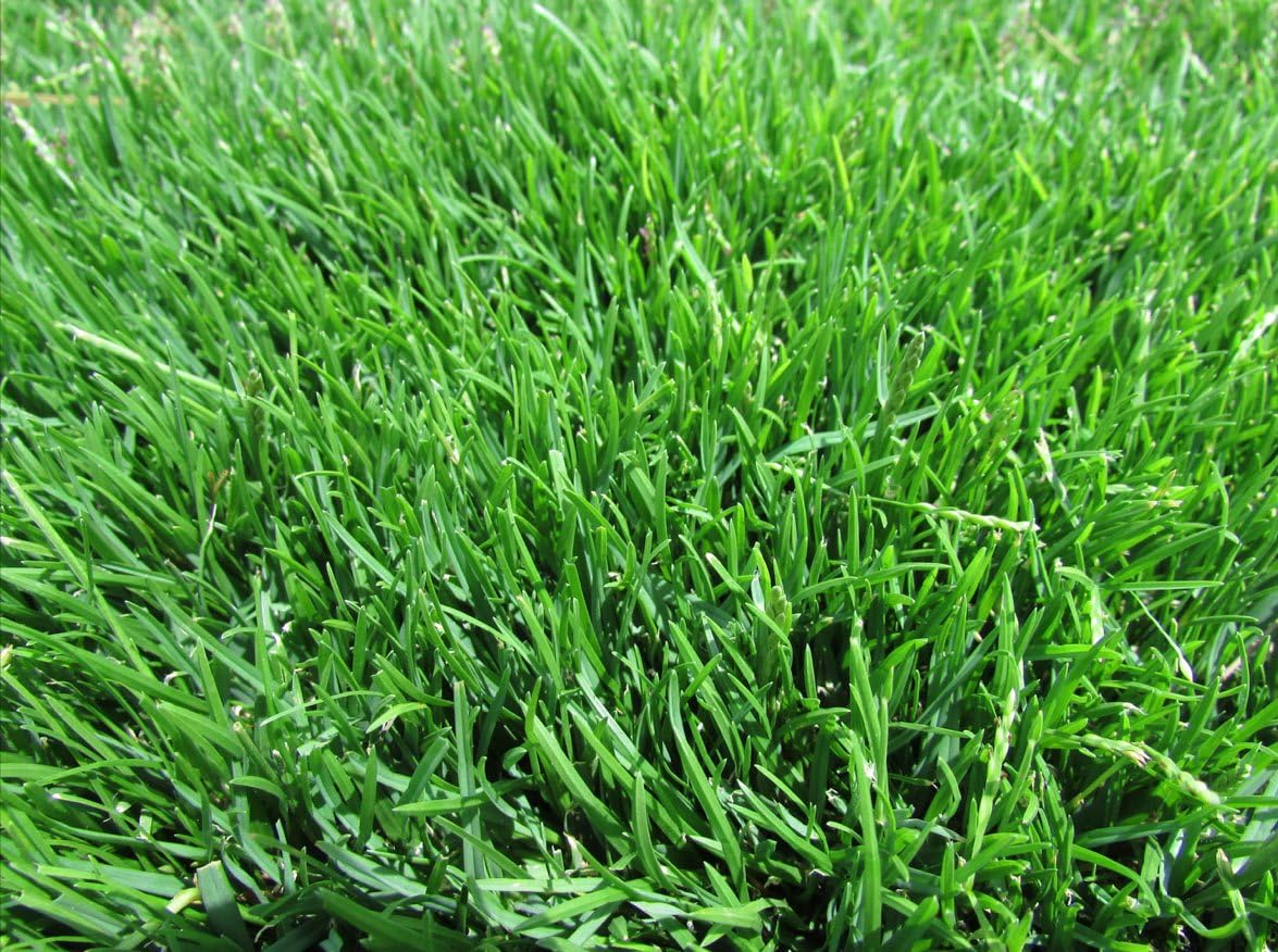 How To Patch Zoysia Grass Amazon Compadre Zoysia Grass Seed 1 