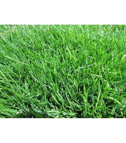 Semillas De Césped Grama Zoysia Japónica - Semillas Batlle - Huerto Y
