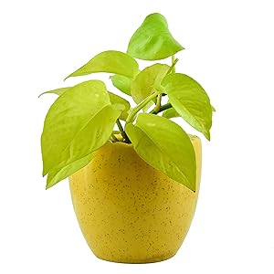 Giftffairs Good Luck Air Purifying Live Golden Money Plant in Yellow Colour Kangaroo Design Pot