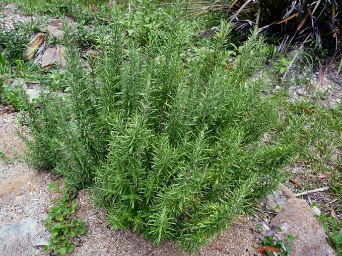 Rosmarinus officinalis Green Ginger Rosemary herb Plant Perennial