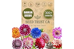 SEED TRUST CA Rare Dahlia Seeds for Planting - 300+ High-Yielding, Mixed Colors, Heirloom & Non-GMO - High Germination - Attracts Butterflies, Bees, and Pollinators – USA (Dahlia)