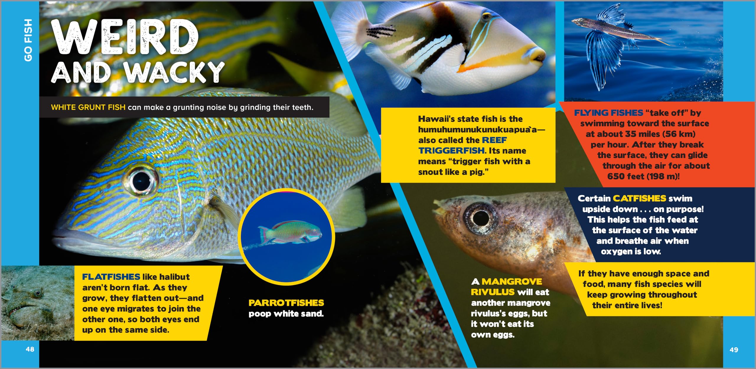 The Fascinating Ocean Book for Kids: 500 Incredible Facts! (Fascinating Facts)