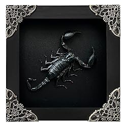 2 Real Scorpion Lanternfly Butterfly Glass Frames
