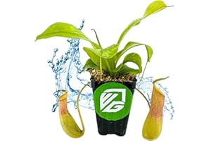 Lemon Alata Nepenthes Live Carnivorous Pitcher Plant - Nepenthes alata by Wellspring Gardens - Starter Plant (Lemon Alata Pitcher Plant)
