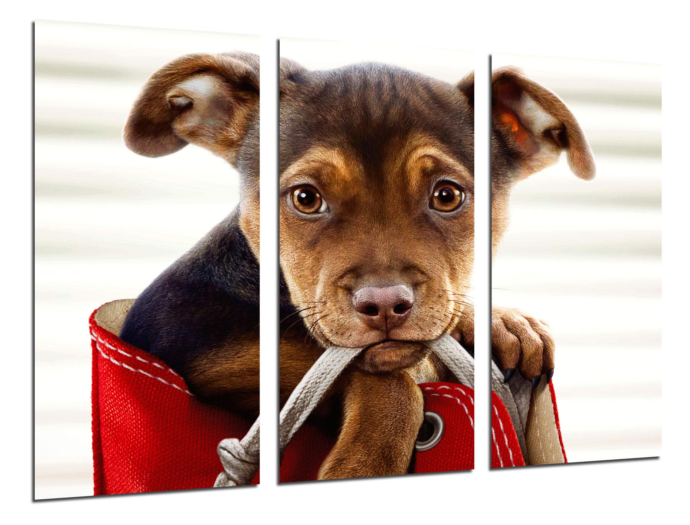 Cuadros Cámara PST27124 Camera Picture, Multicoloured, XXL