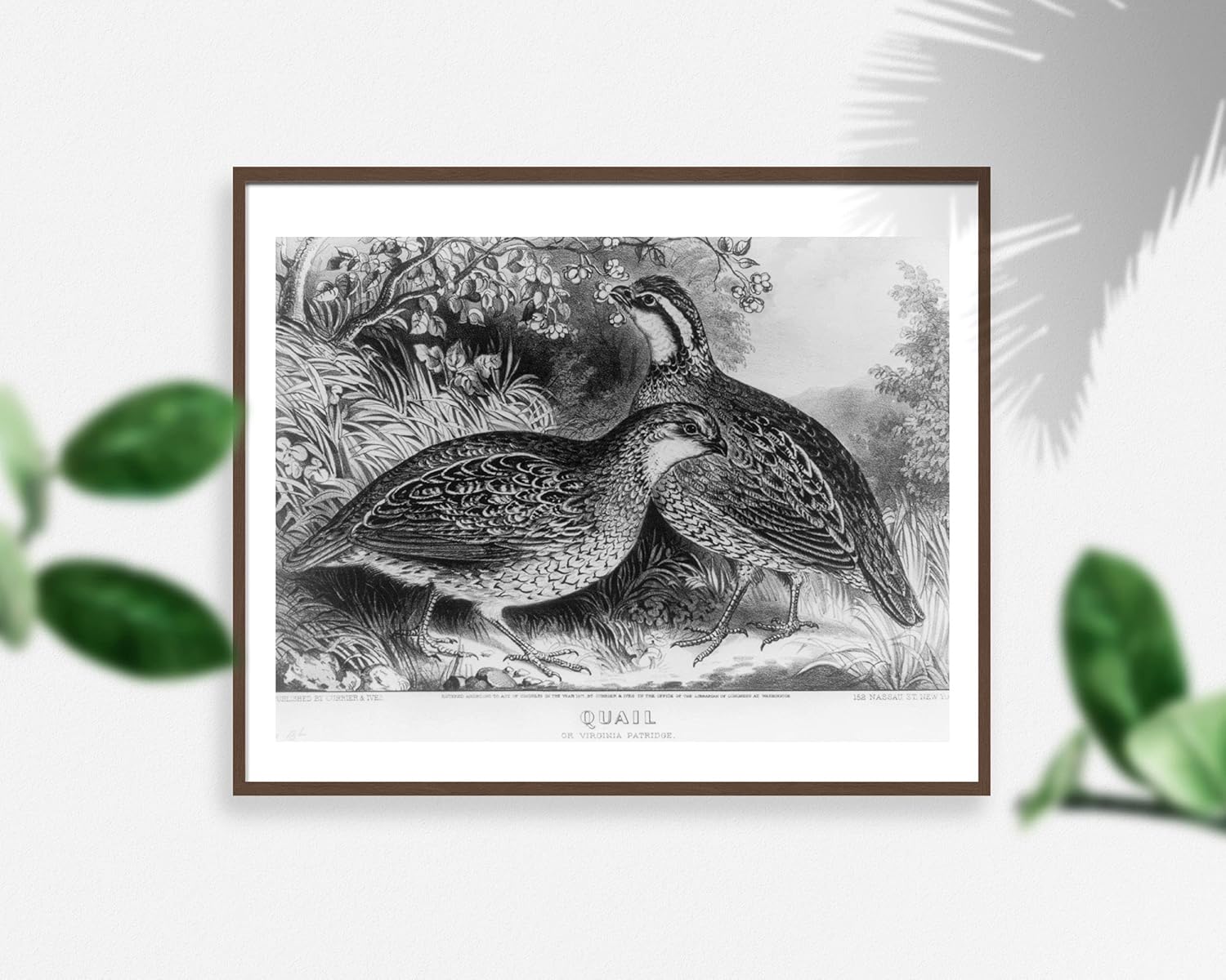 Photographs - INFINITE PHOTOGRAPHS Photo: Quail: or Virginia Partridge, c1871, Currier & Ives, Photo