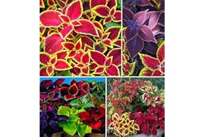 S-PONE 100+ Rare Mixed Coleus Flowers Seeds Rainbow Coleus Wizard Mixed Perennial Foliage Plant