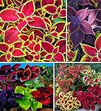 100+ Rare Mixed Coleus Flowers Seeds Rainbow Coleus