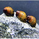 3 Tiger Nerite Snail (Neritina SEMICONICA) - Live Freshwater Snail Plants