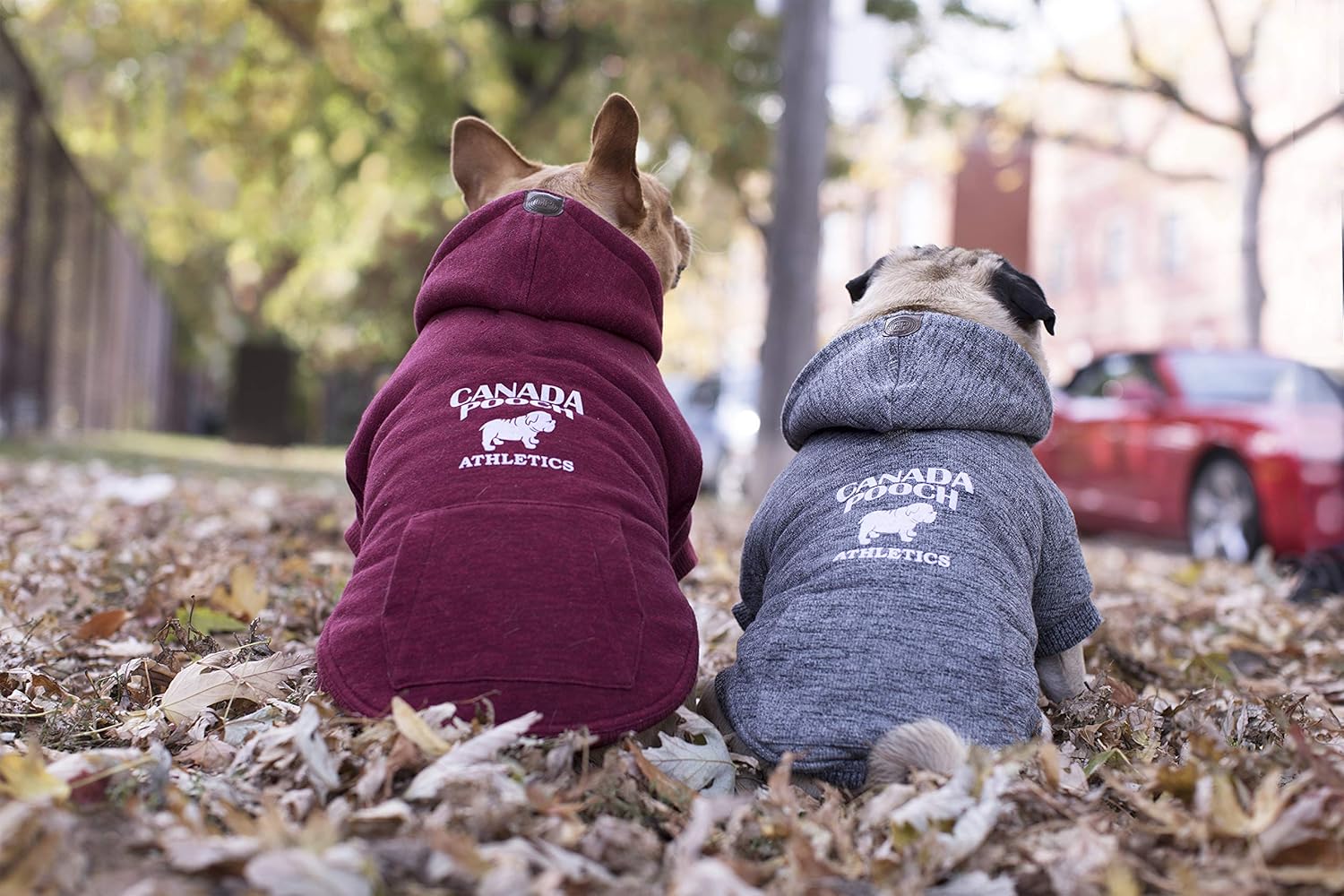 canada pooch caribou hoodie