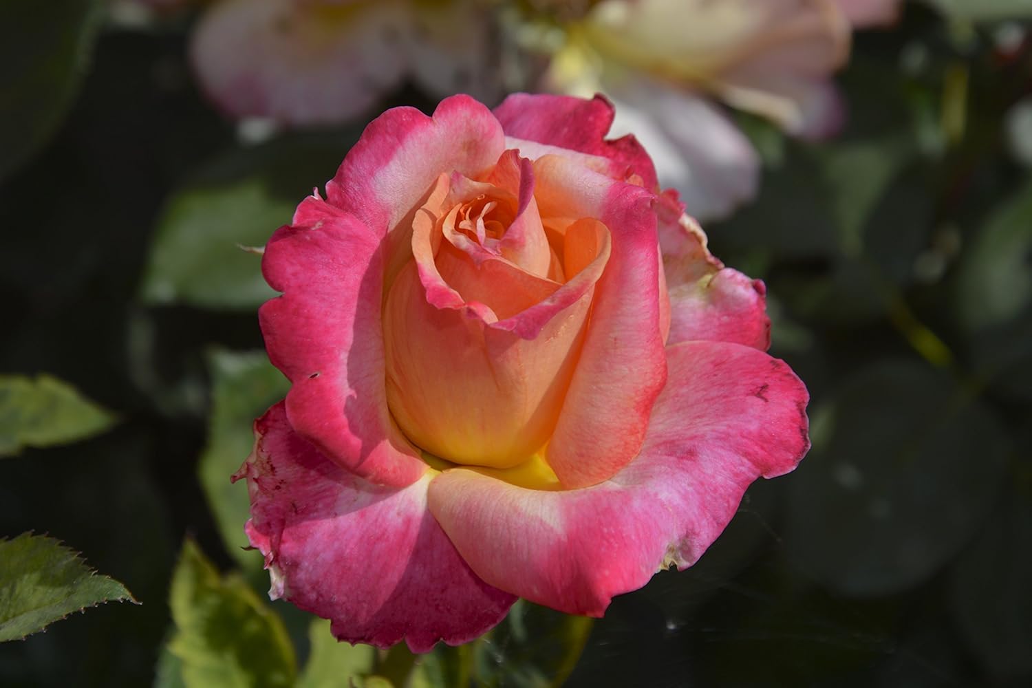 Broadway Rose Plant Premium Half Gallon Roses, Live Plants Garden & Outdoor