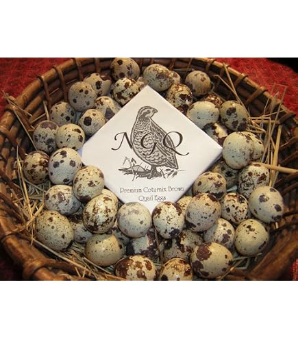 2 Dozen (24) Coturnix Quail Fertile Hatching Eggs - Assorted Beautiful Colors - View #4