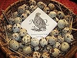 Daily Bread Homestead 30 Fertile Coturnix Quail