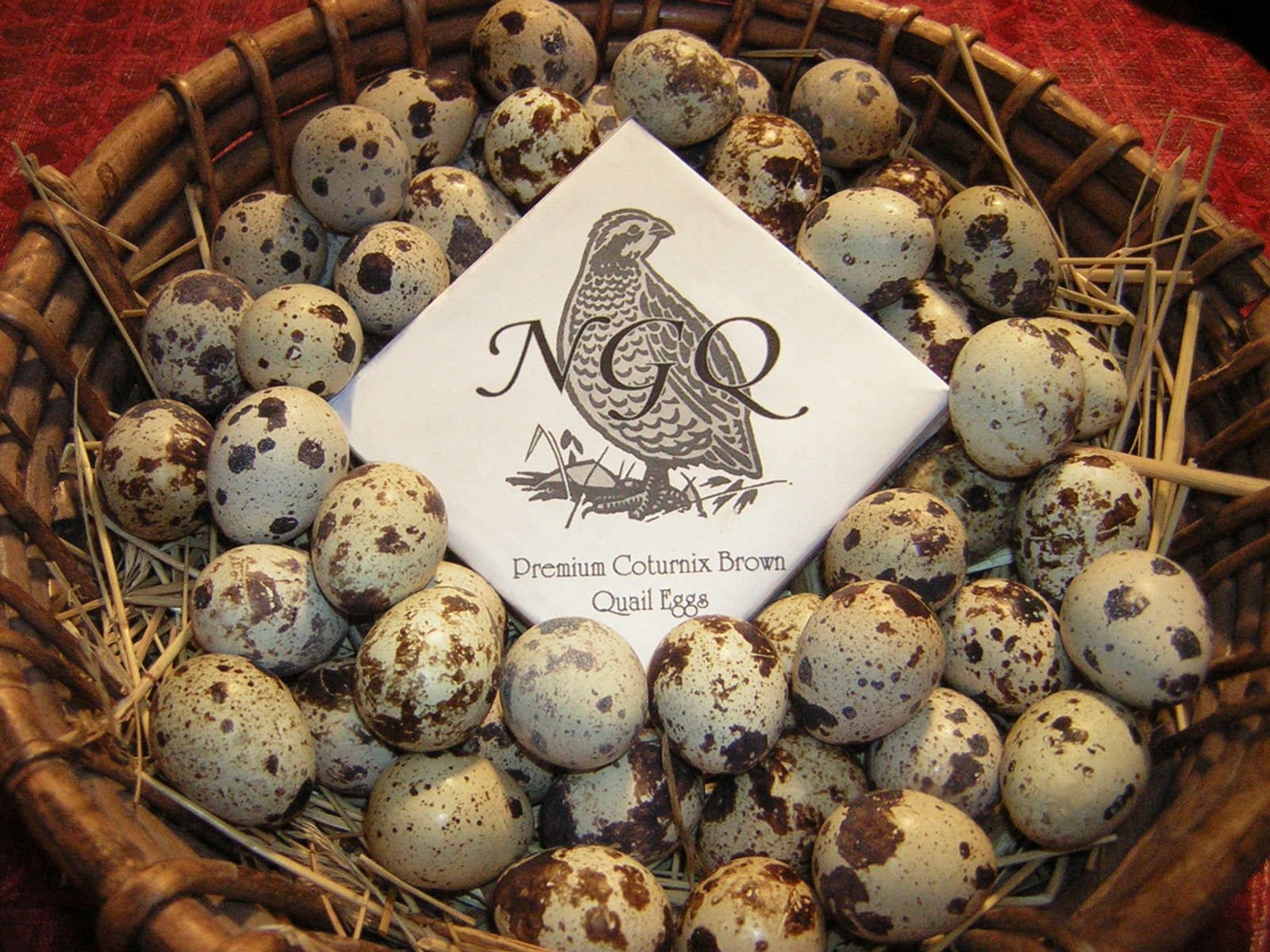 Daily Bread Homestead 30 Fertile Coturnix Quail