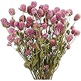CISDUEO Dried Flower Pink Globe Amaranth Dried Flowers Bundles Natural Dried Flowers Bouquet for Wedding Table Vase Decor Boho DIY Wreath Floral Home Office Party Garden Decoration