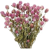 CISDUEO Dried Flower Pink Globe Amaranth Dried Flowers Bundles Natural Dried Flowers Bouquet for Wedding Table Vase Decor Boho DIY Wreath Floral Home Office Party Garden Decoration