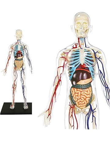 Modelos y materiales educativos médicos | Amazon.es