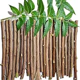 Traditional Ayurvedic Neem Datun Sticks, Natural Neem Twigs for Manual Tooth Cleaning, Wooden Chew Sticks, Traditional Toothbrush Alternative, 6-8 Inch, Pack of 10 with 1 Pcs Free