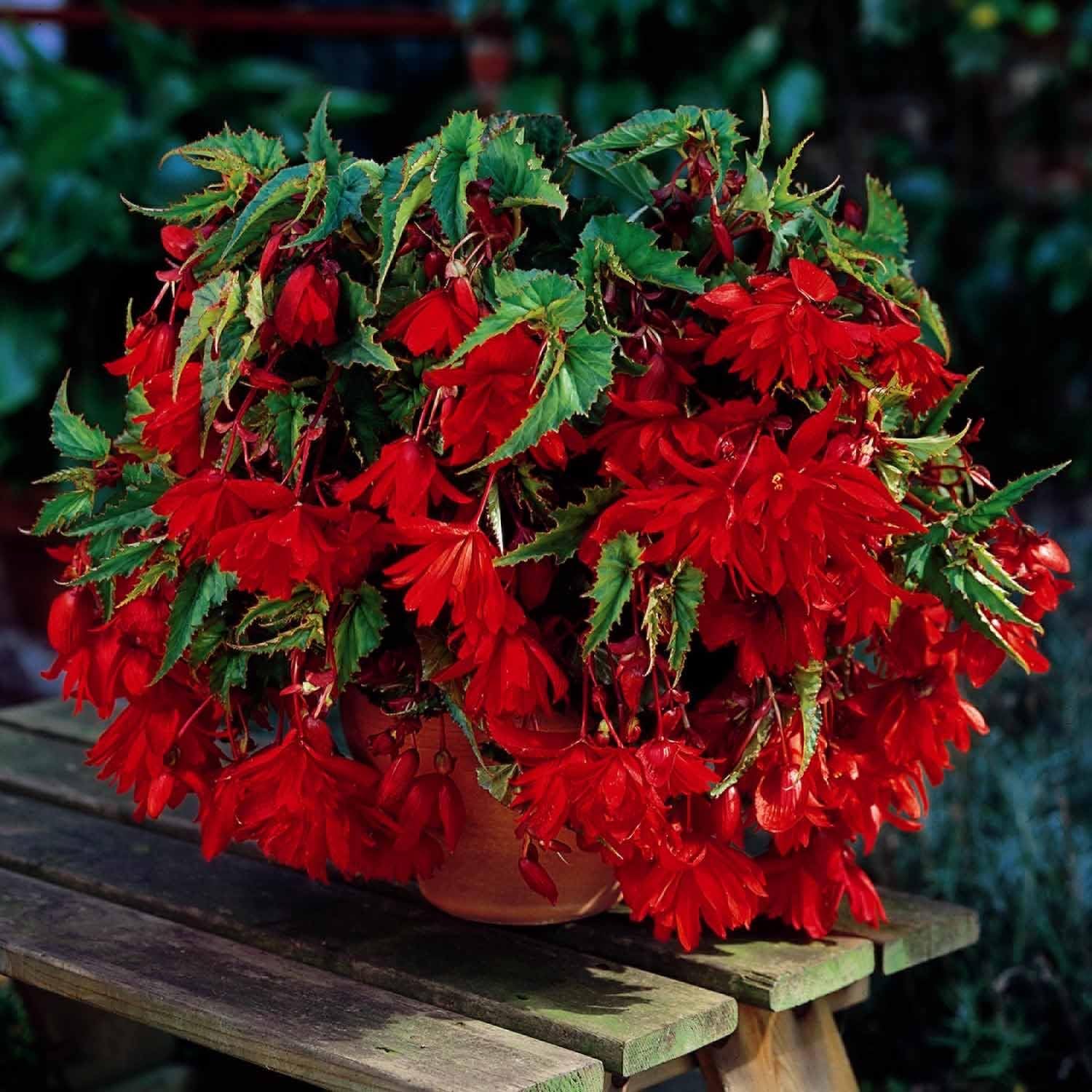 6 X B gonia Pendula Rouge Fleurs Retombantes Bulbes D Et Amazon 