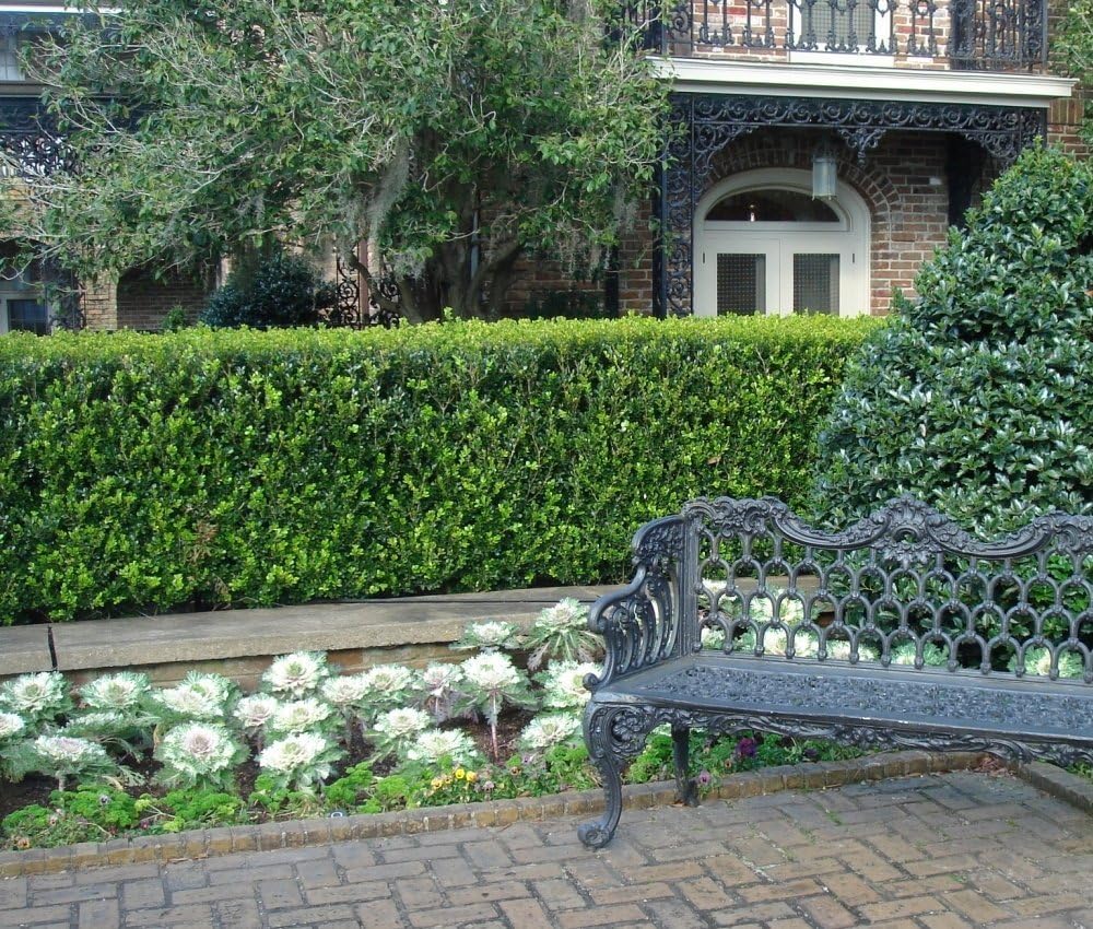 Amazon Com Cottage Hill 1 Piece Boxwood Wintergreen Evergreen