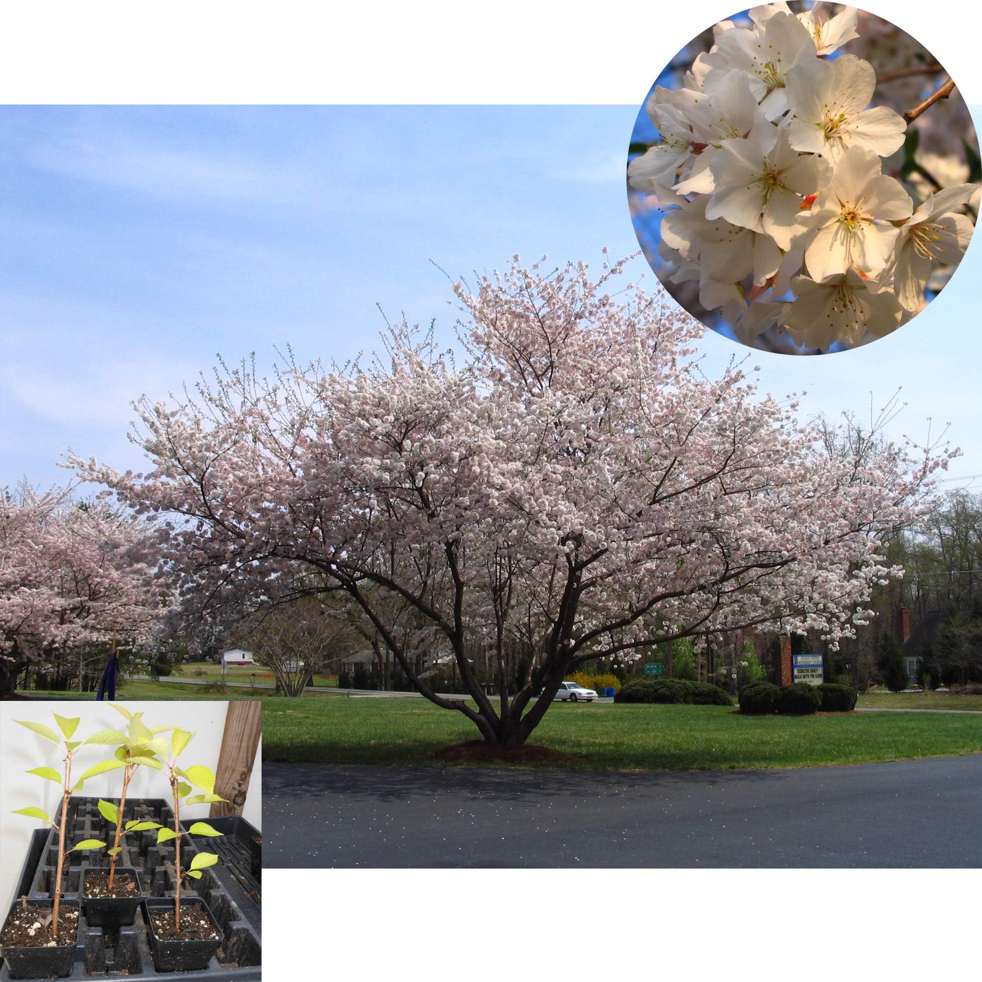 COMFOREST Yoshino Flowering Cherry Trees Prunus x Yeodensis Shidare Japanese