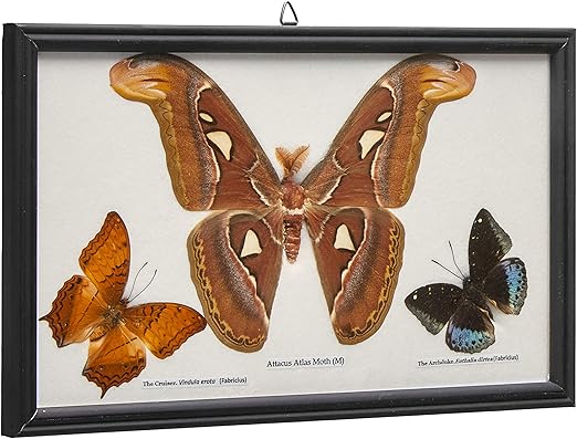 Do Clothes Moths Eat Acrylic