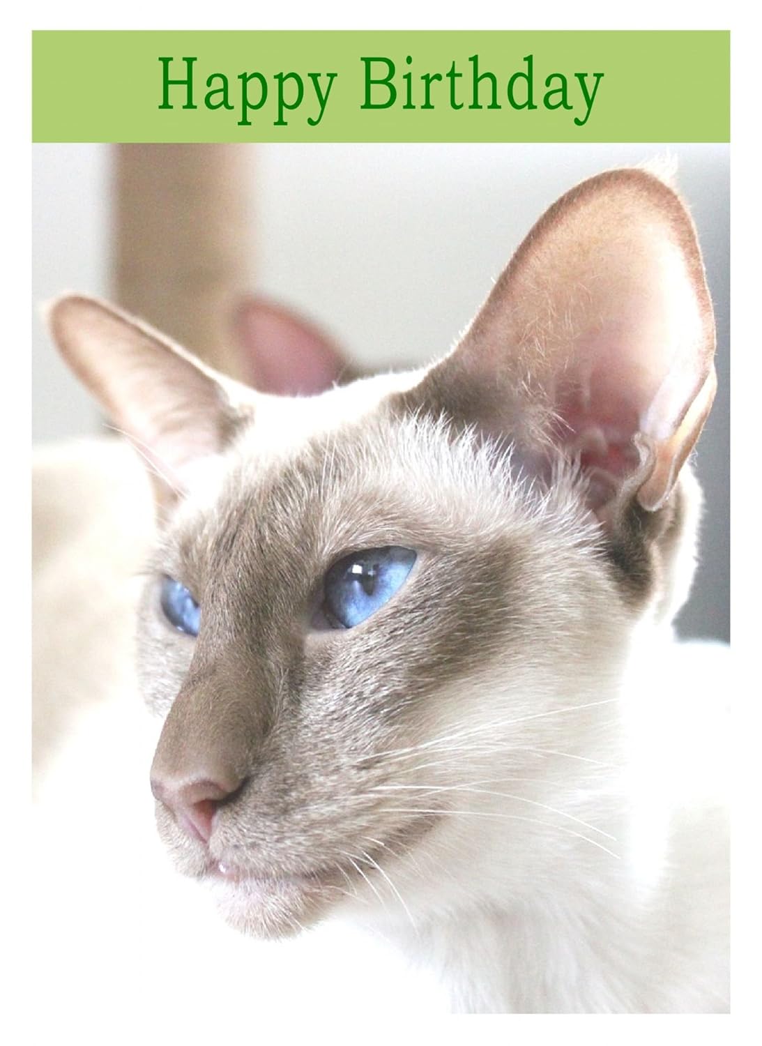 Siamese Cat Birthday Card: Amazon.co.uk: Office Products