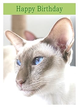 Siamese Cat Birthday Card: Amazon.co.uk: Office Products