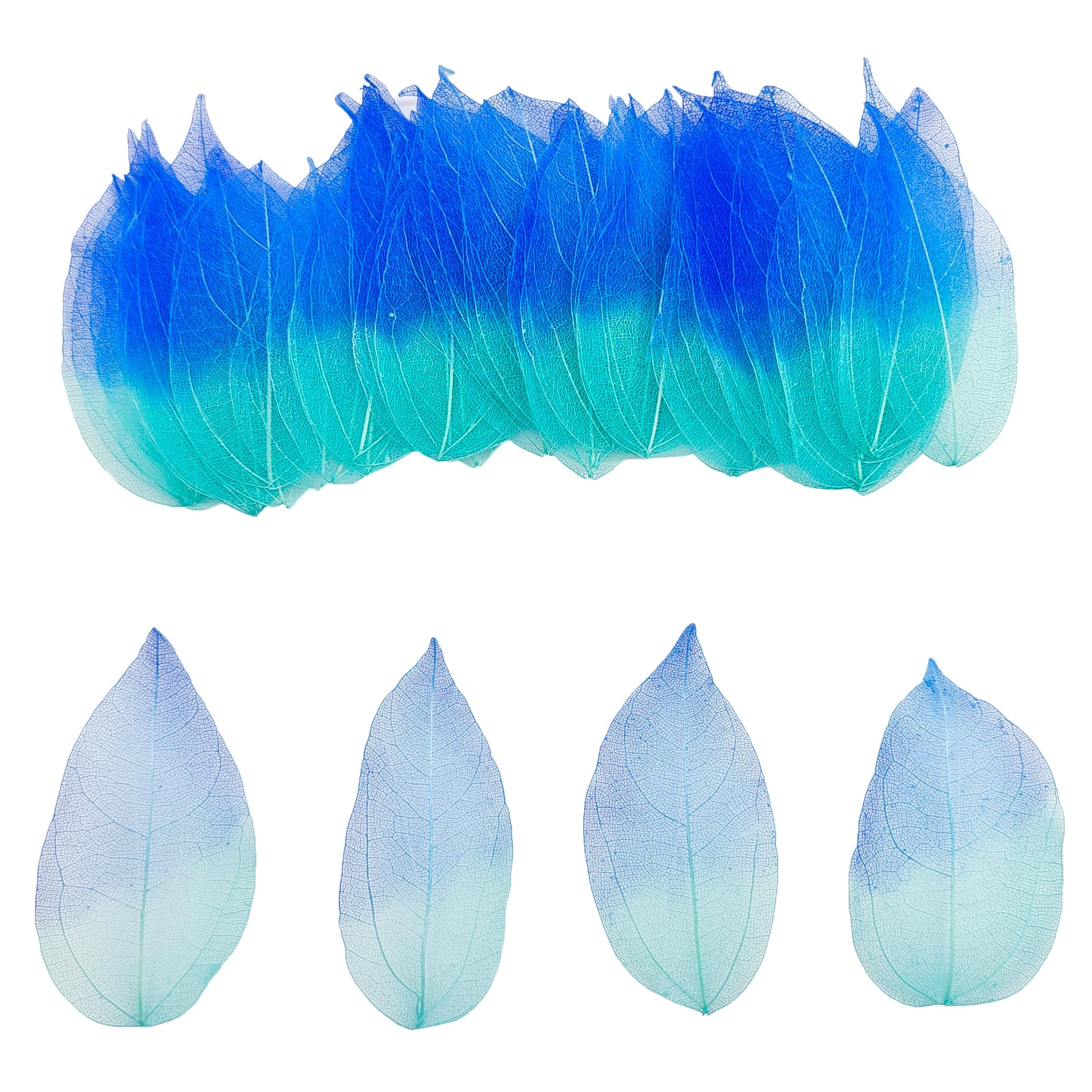 HAOBIN 50 Pieces Natural Skeleton Leaves Dry Skeletal Leaves Natural Dried Leaves Mixed Dried Leaves Used for DIY Scrapbook Craft Card Making (Blue Gradied), A203DH0576