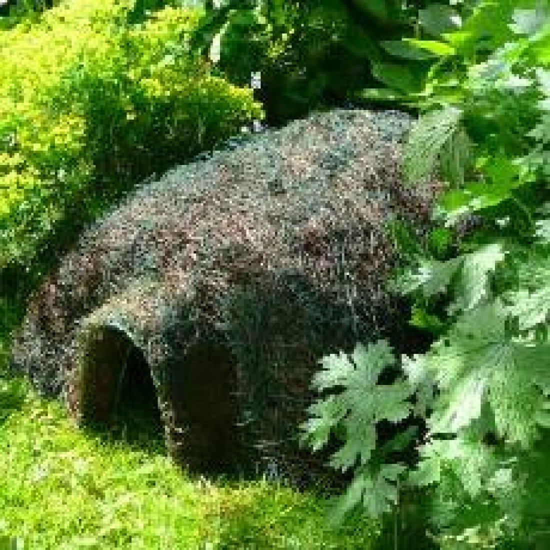 Wildlife World Hogitat Hedgehog Home