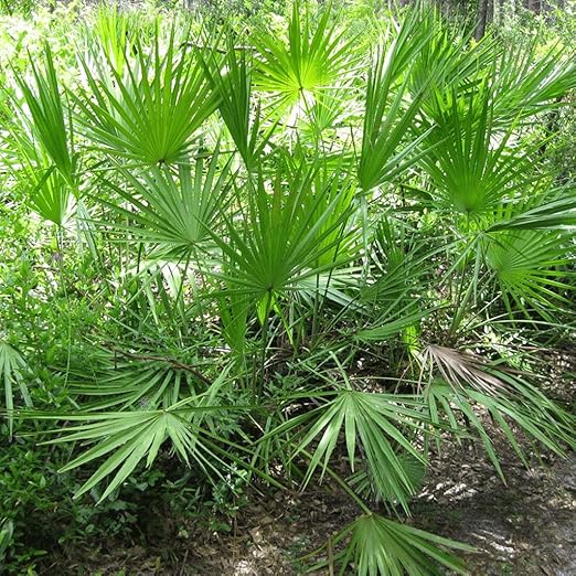 Amazon.com : Saw Palmetto Seeds (Serenoa repens) 10+ Rare Medicinal