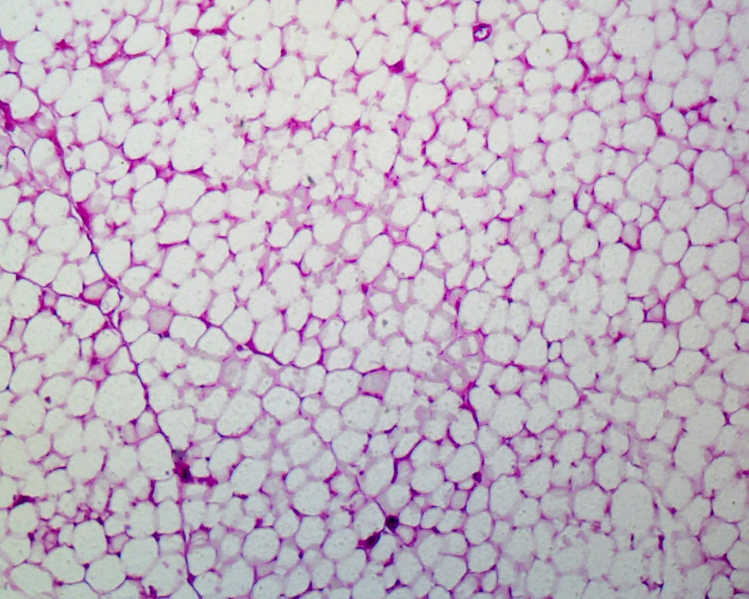 Human Adipose Tissue Microscope Slide Amazon Industrial