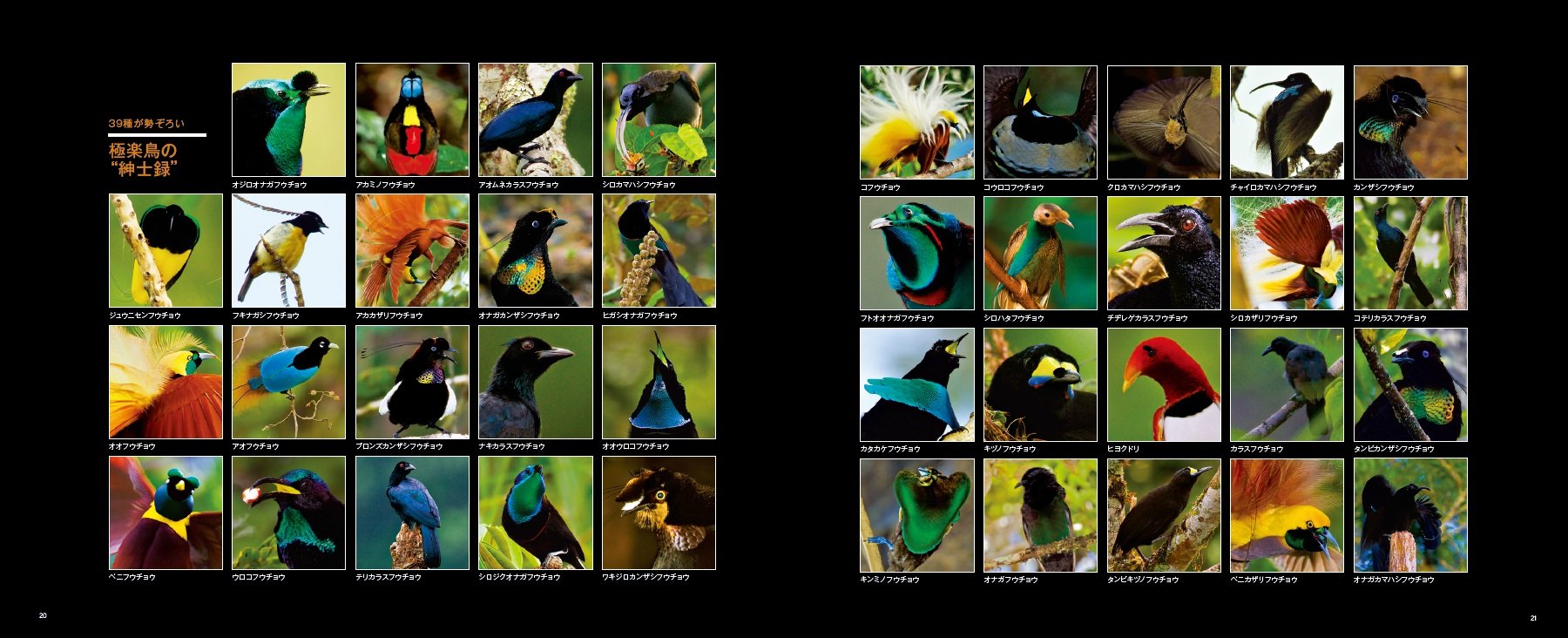 極楽鳥 全種 世界でいちばん美しい鳥 ティム レイマン ナショナル ジオグラフィック エドウィン スコールズ 黒沢 令子 本 通販 Amazon