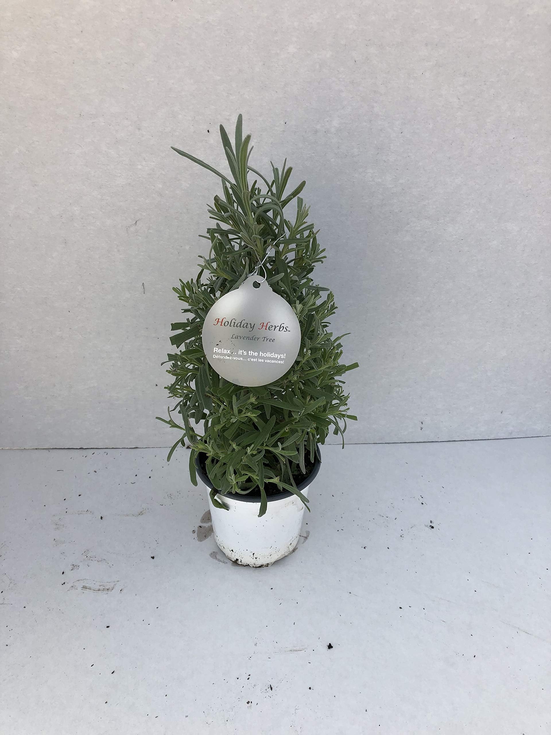 Live Aromatic Christmas Shaped Lavender Tree, 10-12" Tall by 4-5" Wide in Deco Cover