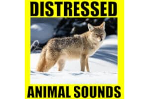 Distressed Animal Sounds - Hunting calls - Hunting call