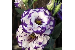 WIVOLIBE Lisianthus Flower Seeds for Planting - 50 Annual White Purple Lisianthus Double Flower Seeds