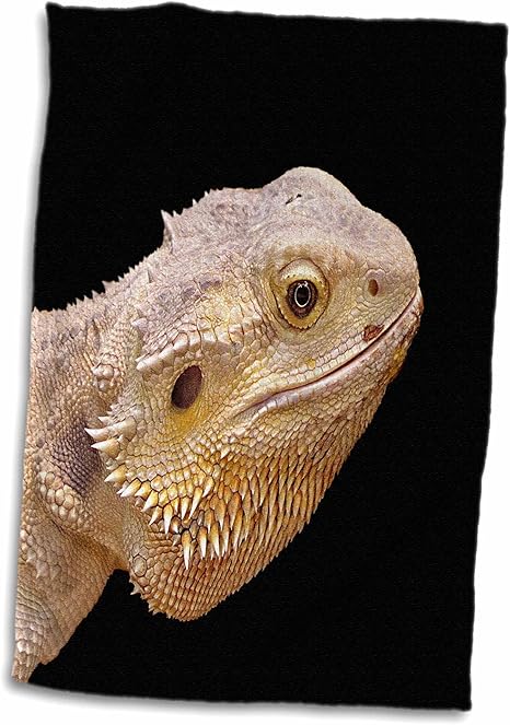 Amazon 3droseカルステンライジンガーイラスト 写真 フトアゴヒゲトカゲlizard Portrait タオル 15x22 Hand Towel Twl 1 キッチンクロス オンライン通販