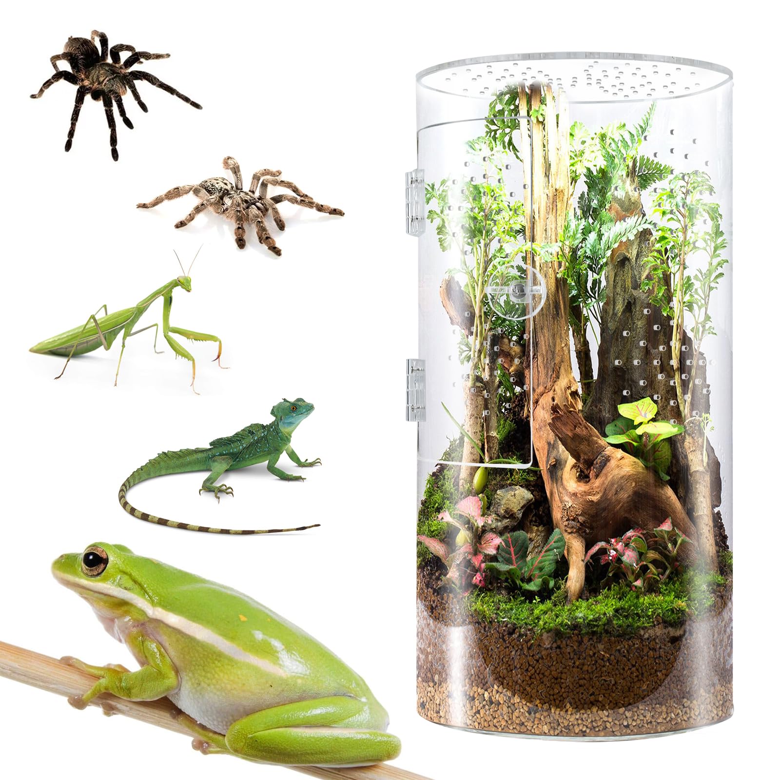 Photo 1 of Smartang Front Opening Terrarium Jumping Spider Enclosure,12"*6"*6"Tall Arboreal Tarantula Enclosure Terrarium with Cross Ventilation,Waterproof Acrylic Reptile Enclosure (12 * 6 * 6inch)
