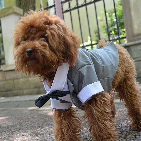 formal dog clothes