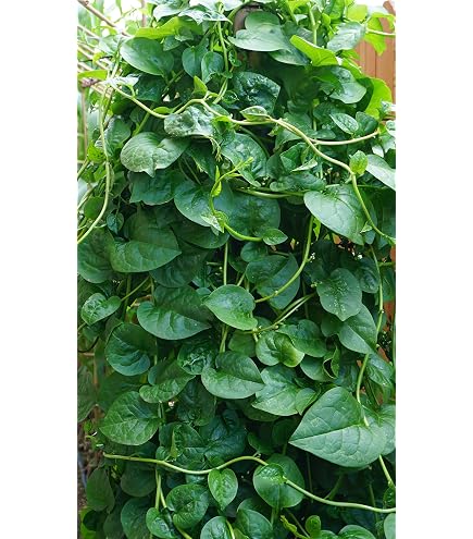 TomorrowSeeds - Giant Malabar Spinach Seeds - 200+ Count - For 2026 Planting USA Garden Green 2d8fe0e8 C230 4fa7 Afaa 8949227311a4.b915d8a8db265ae2ce6b9fa730ae9636