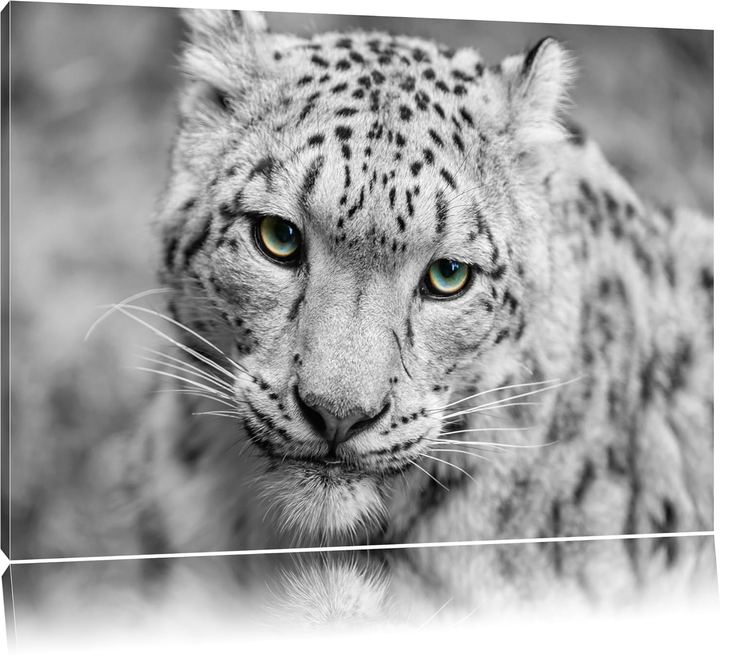 Cute big eyes cat picture snow leopard